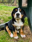 Großer Schweizer Sennenhund