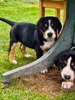Großer Schweizer Sennenhund