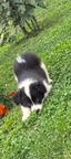 Welpen Border Colie