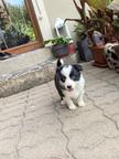 Welpen Border Colie