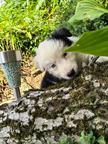 Welpen Border Colie