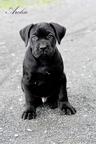 Cane Corso welpen FCI pedigree - Niedriger preis