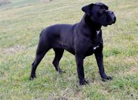 Cane Corso welpen FCI pedigree - Niedriger preis