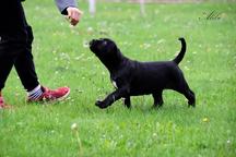 Cane Corso welpen FCI pedigree - Niedriger preis