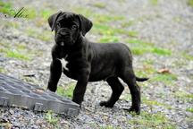 Cane Corso welpen FCI pedigree - Niedriger preis