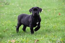 Cane Corso welpen FCI pedigree - Niedriger preis