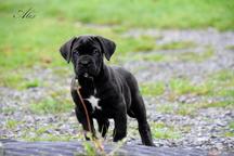 Cane Corso welpen FCI pedigree - Niedriger preis
