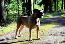Cane Corso welpen FCI pedigree - Niedriger preis
