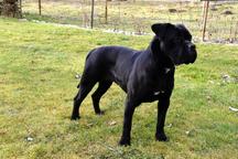 Cane Corso welpen FCI pedigree - Niedriger preis