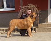 Becrux Srdce mastiffa