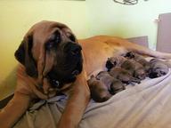 Englischer Mastiff