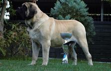 Cyberus Ace Slnko zemplína