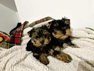 Yorkshire Terrier – exklusiv
