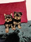 Yorkshire Terrier – exklusiv