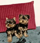 Yorkshire Terrier – exklusiv