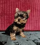 Yorkshire Terrier – exklusiv