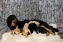 Baronka Belka Bafoco