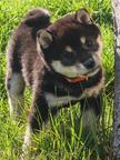 Shiba inu Welpe