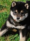 Shiba inu Welpe