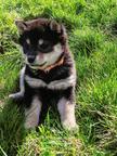 Shiba inu Welpe