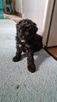 Poodle in Black