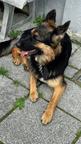 Wurfankündigung Reinrassige Deutsche Schäferhund Welpen!