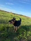 Wurfankündigung Reinrassige Deutsche Schäferhund Welpen!