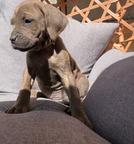 Cane Corso