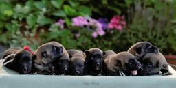 Belgischer Schäferhund – Malinois, FCI-Ahnentafel, Welpen aus einer Auslandsverpaarung