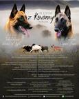 Belgischer Schäferhund – Malinois, FCI-Ahnentafel, Welpen aus einer Auslandsverpaarung