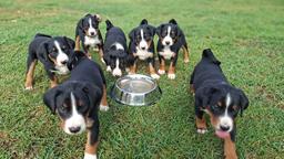 Appenzeller Sennenhund - FCI-Welpen