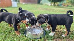 Appenzeller Sennenhund - FCI-Welpen