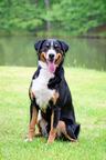 Appenzeller Sennenhund - FCI-Welpen