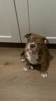 Verkaufe Old English Bulldog Welpen
