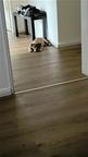 Verkaufe Old English Bulldog Welpen