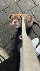 Verkaufe Old English Bulldog Welpen