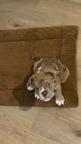 Verkaufe Old English Bulldog Welpen