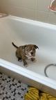 Verkaufe Old English Bulldog Welpen