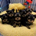 Yorkshire-Terrier-Welpen