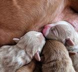 American bully