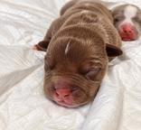 American bully