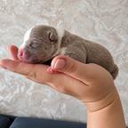 American bully