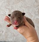 American bully