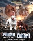 American bully