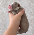 American bully