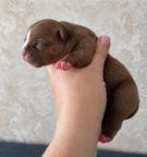 American bully