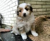 Australian-Shepherd-Welpen