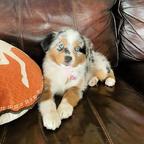 Australian-Shepherd-Welpen