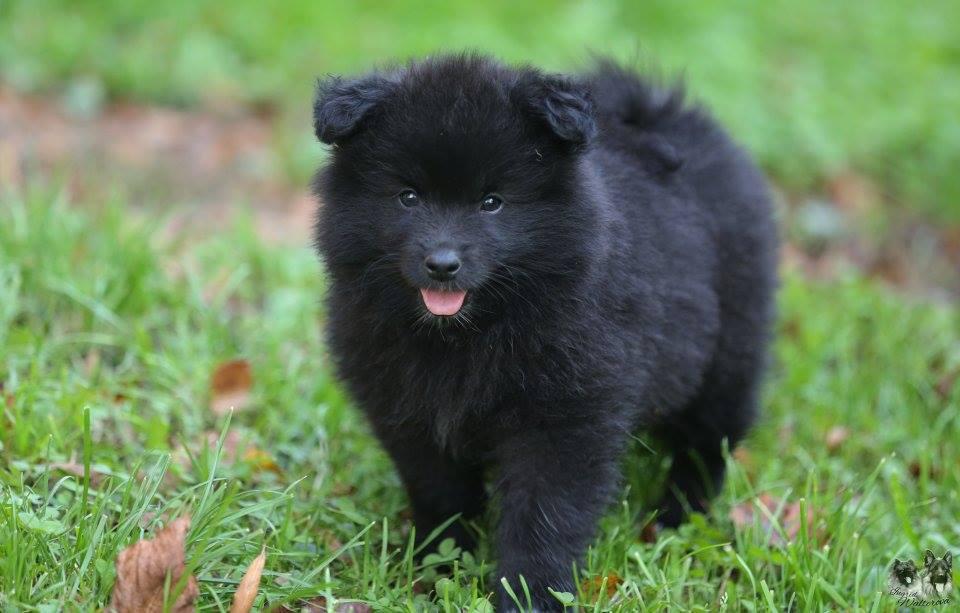 Grossspitz schwarz welpen mit papieren FCI - puppies for ...