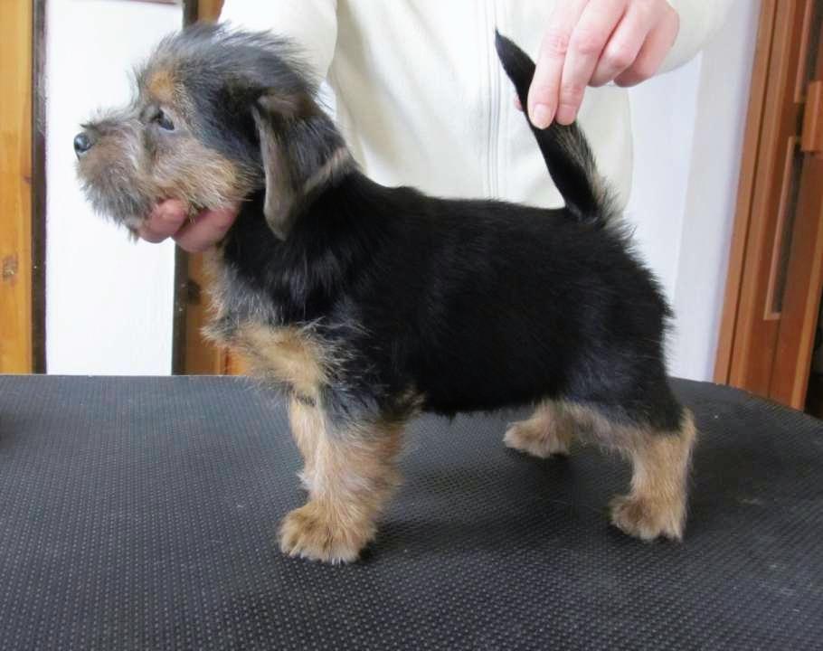 Norfolk Terrier Welpen Zu Kaufen De Dogva Com